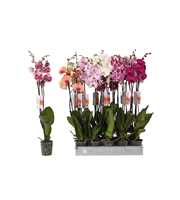 Phalaenopsis 6 color mix, 2-spike 18+