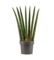 Sansevieria Cylindrica 17 cm Fan