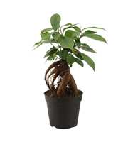 Ficus Ginseng 7 cm Retusa