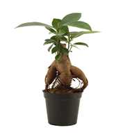 Ficus Ginseng 6 cm Retusa