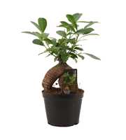 Ficus Ginseng 12 cm Retusa