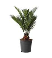 Cycas revoluta 12 cm, 6+ veren