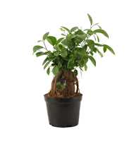 Ficus Ginseng 14 cm Retusa