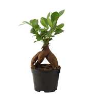 Ficus Ginseng 9 cm Retusa