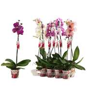 Phalaenopsis 1 tak 10+/vertakt mix lang (Scenza)