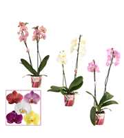 Phalaenopsis 2 tak 12+ mix kort (Scenza)