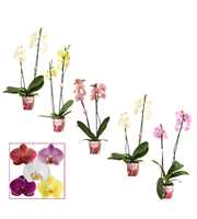 Phalaenopsis 2 tak 12+ mix basic (Scenza)