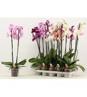 Phalaenopsis 2 tak A2