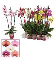 Phalaenopsis 3 tak mix (Scenza)