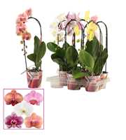 Phalaenopsis cascade 1 tak shortie mix (Scenza)