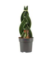 Sansevieria Cylindrica 12 cm Braid