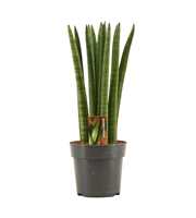 Sansevieria Cylindrica 12 cm Straight