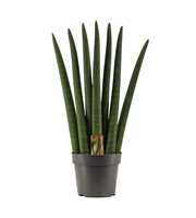 Sansevieria Cylindrica 14 cm Fan