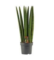 Sansevieria Cylindrica 14 cm Straight