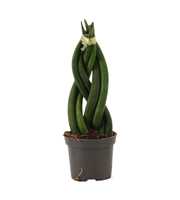 Sansevieria Cylindrica 6 cm Braid