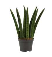 Sansevieria Cylindrica 6 cm Fan