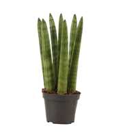 Sansevieria Cylindrica 6 cm Straight