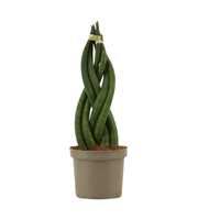 Sansevieria Cylindrica 9 cm Braid