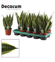 Sansevieria Canary 12 cm (Decorum)