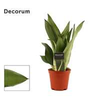 Sansevieria Moonshine 12 cm (Decorum)