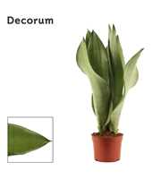 Sansevieria Moonshine 9 cm (Decorum)