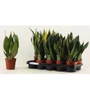 Sansevieria Super mix 12 cm