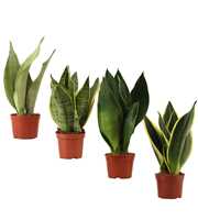 Sansevieria Super mix 9 cm