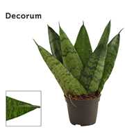 Sansevieria Zeylanica Fan 6 cm (Decorum)