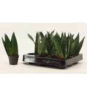 Sansevieria Zeylanica Fan A2 6 cm