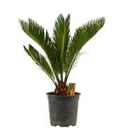 Cycas revoluta 17 cm, 8+ veren