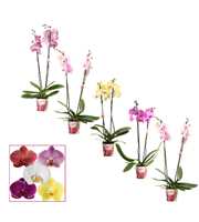 Phalaenopsis 2 tak 14+ mix (Scenza)
