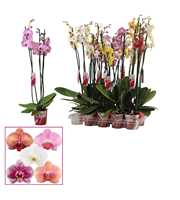 Phalaenopsis 3 tak mix lang (Scenza)