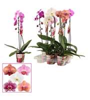 Phalaenopsis cascade 1 tak mix (Scenza)