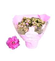 Kalanchoe Rosalina 15cm TST Don Nando, Roze hoes