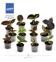 Jewel Orchid - KARMA Jewels Mix | 12 soorten |