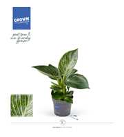Philodendron - KARMA White Stripe | Veenvrij | 9cm
