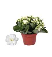 Kalanchoe Rosalina 15cm Don Dione wit, Zonder hoes