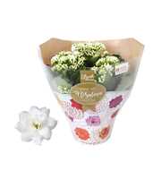 Kalanchoe Rosalina 15cm Don Dione wit