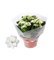 Kalanchoe Rosalina 15cm Don Dione wit, Blanco hoes