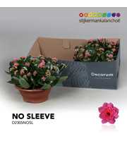 Kalanchoe No Sleeve - Pink