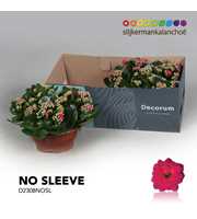 Kalanchoe No Sleeve - Purple