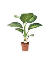 Dieffenbachia Tropic Snow