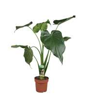 Alocasia Cucullata - hoogte 80-85