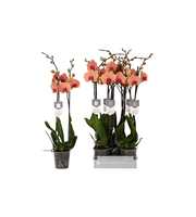 Phalaenopsis Caribbean Dream, 2-spike 18+