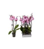 Phalaenopsis Elion, 3-spike 22+
