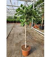 Ficus Benghalensis