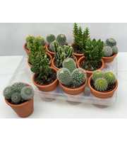 Engeland art.993 cactus rozenpot 8,5 cm