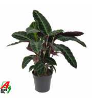 Calathea Warscewiczii