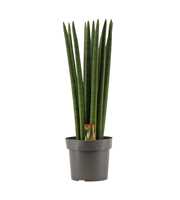 Sansevieria Cylindrica 17 cm Straight