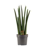 Sansevieria Cylindrica 17 cm Rocket